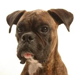 Boxer dog portrait