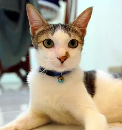 Cat with a bell collar