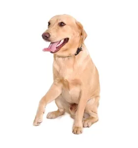 Golden dog sitting