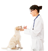 Veterinarian checking a puppy
