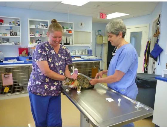 Two Cape Cod Animal Hospital team members examining a cat on the treatment table