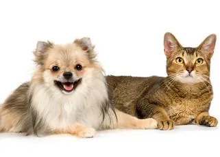 A fluffy dog and a tabby cat lying together