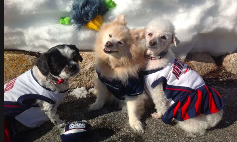 Three small dogs dressed in New England Patriots gear