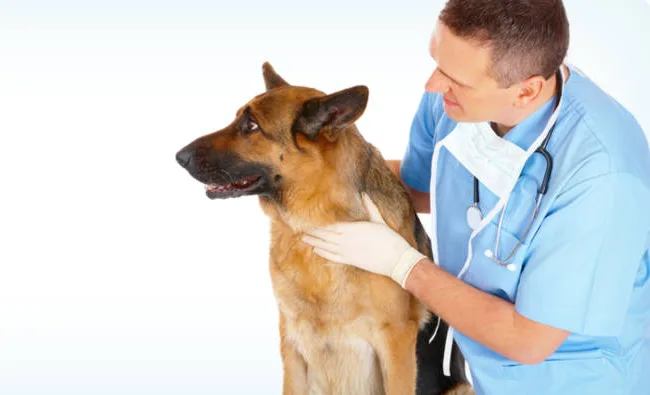 Veterinarian examining a German shepherd