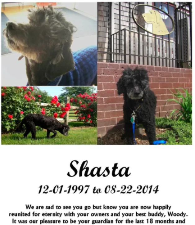 In loving memory of Shasta, 12-01-1997 to 08-22-2014
